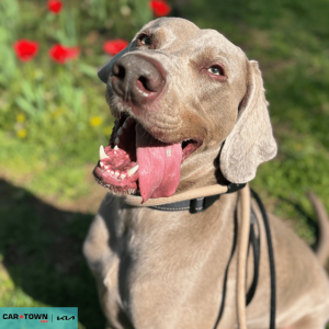 Website Pet Pictures(691)