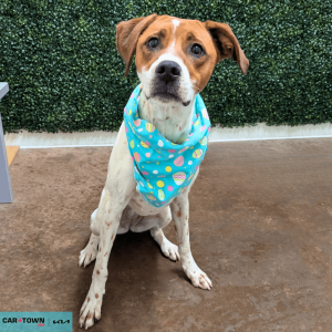 Website Pet Pictures(7)