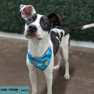 Website Pet Pictures(72)