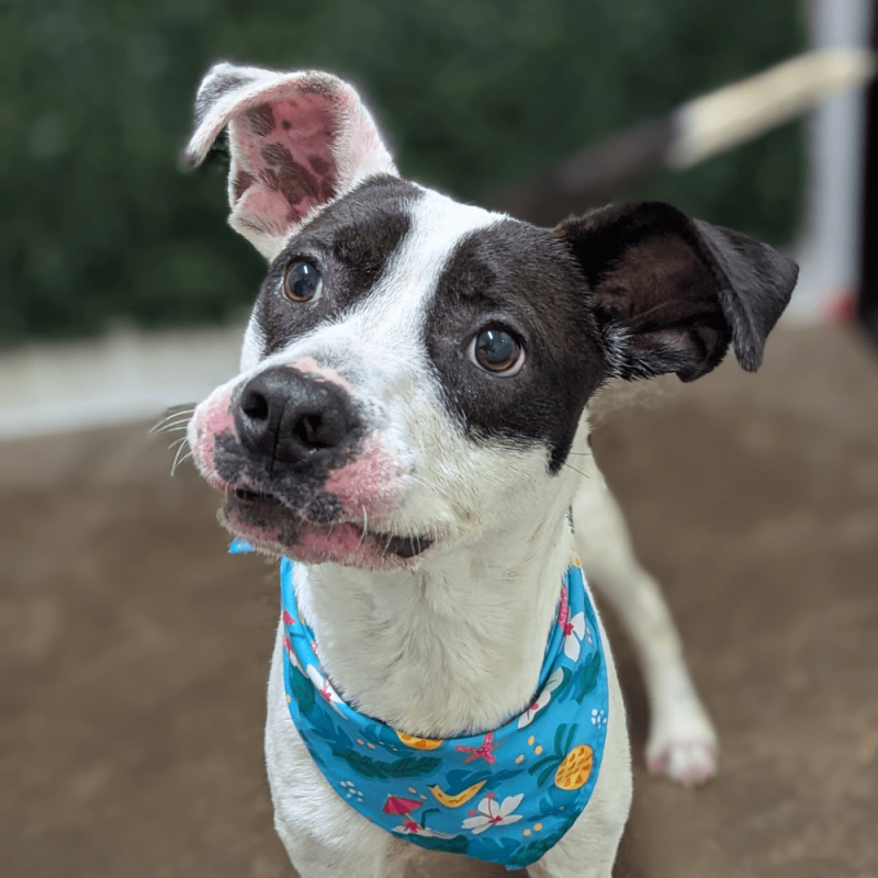 Website Pet Pictures(73)