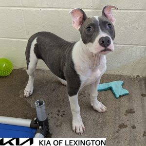 Website Pet Pictures(746)