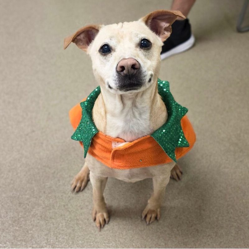 Website Pet Pictures(8)