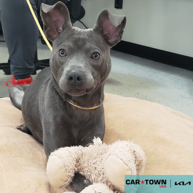 Website Pet Pictures(960)