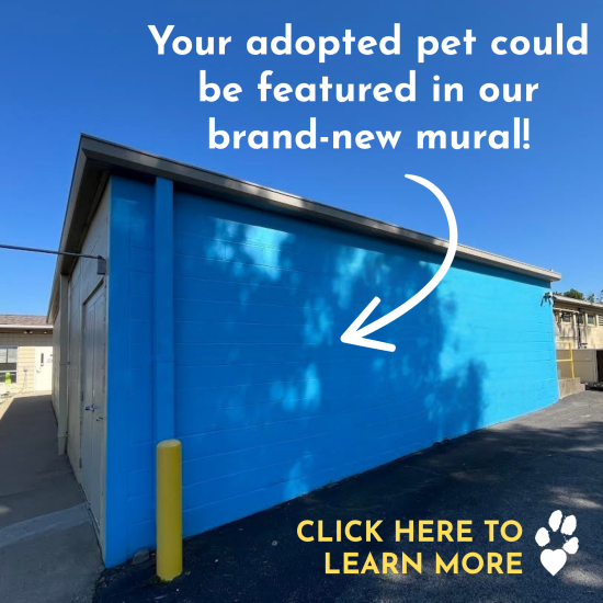 Your pet could be featured here! (4)